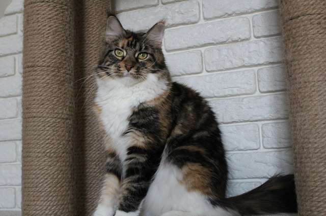 Взрослая кошка мейн-кун в добрые руки. 