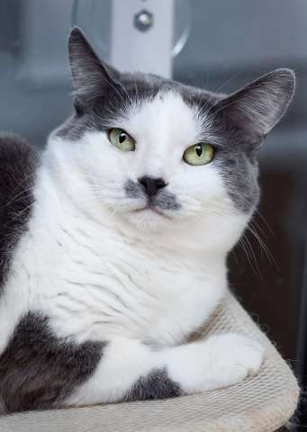 Ласковая и спокойная кошечка Василиса в дар