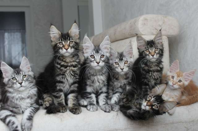 Мейн-кун котята