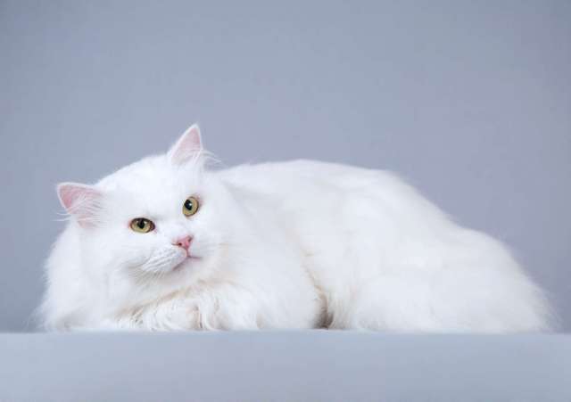 Ласковый ангорский кот Сахарок в добрые руки