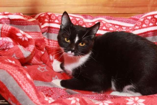 Юнона, молодая кошечка в добрые руки.