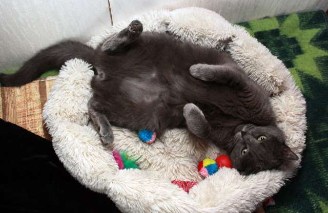 Серенький Грей ищет дом. Молодой кот в добрые руки.