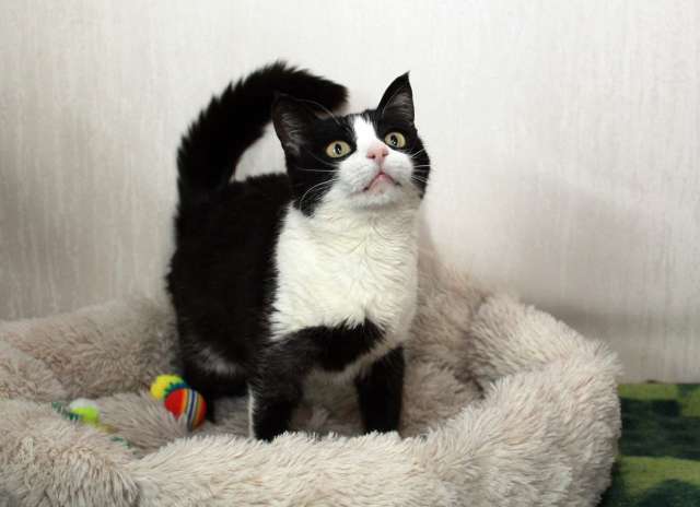 Феличита из магазина ищет дом. Молодая кошечка в добрые руки.