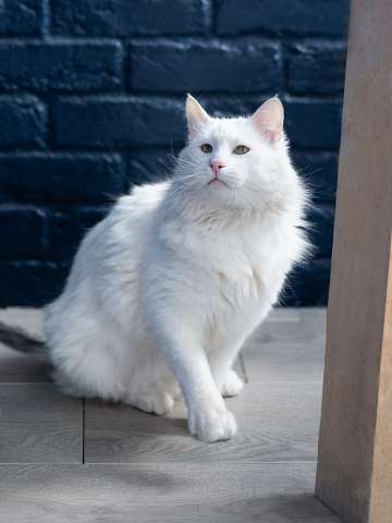 Белоснежный красавец, домашний котик Ченя ищет дом