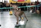 веймарская легавая - weimaraner веймарская легавая - weimaraner