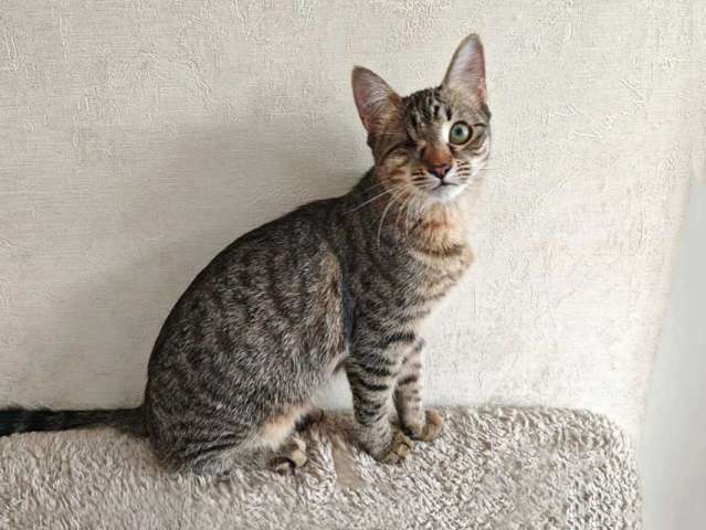 Минитигренок Лора, ласковая кошечка-подросток ищет дом