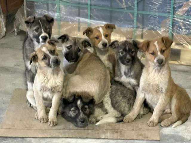 СОС! Красивые щенки в опасности! В дар
