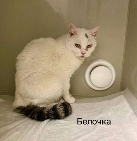 Кошка Белочка ищет дом 