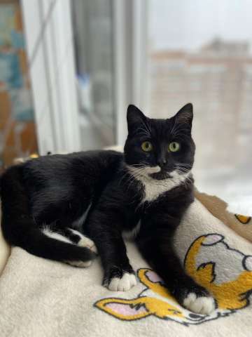 Маркизный ласковый кот Орешек в добрые руки