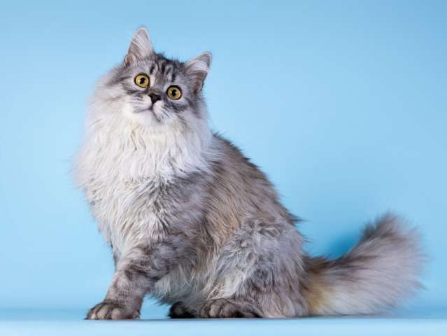 Плюшевый юный котик Барни