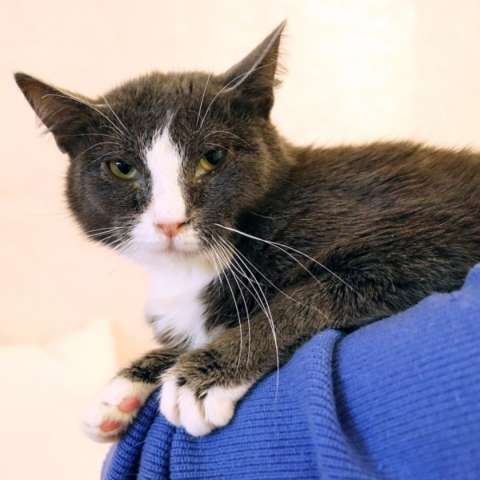 ДымОК ищет дом