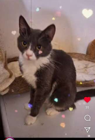 Анечка ищет дом