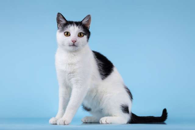 Очаровательная кошечка Лягушонка ищет дом. 