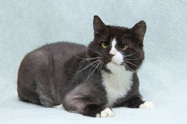 Кузя: брутальный парень с большим сердцем ищет дом!