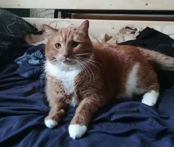 Ласковая кошечка в добрые руки