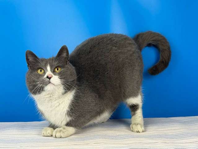 Шикарная щекастая кошечка Бося в дар