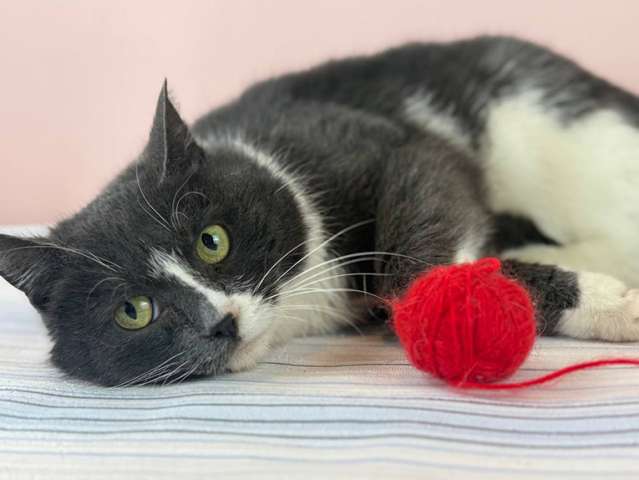 Ласковая бело-серая кошка Поночка в дар