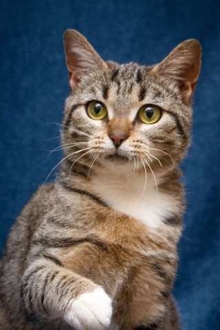 Хвостатый источник позитива: Мирра ждет тебя