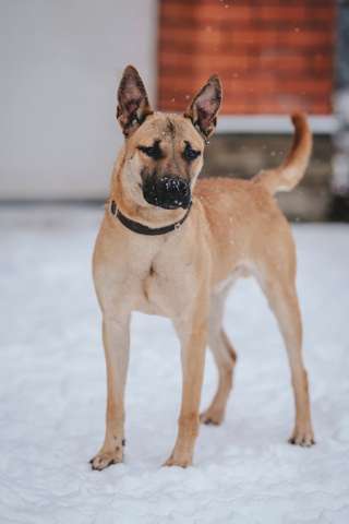 Молодой красивый пёс Веня в добрые руки