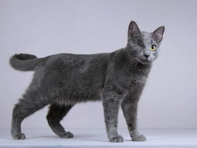 Нежный ласковый котик Лапозай в добрые руки