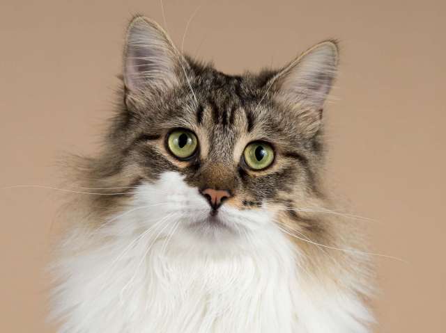 Добрый ласковый богатырь кот Фунтик