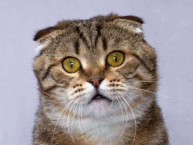 Благородный добряк — кот Сигизмундий