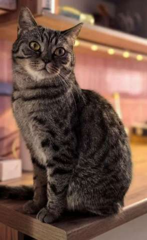 Анфиса — маленькая принцесса ищет дом!