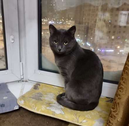 Маффин, серый красавец с мягким сердцем ищет дом 