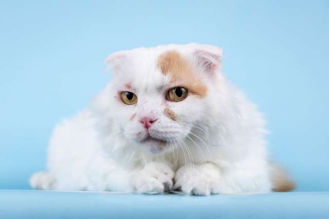 Ласковый вислоухий белый кот Мальчик