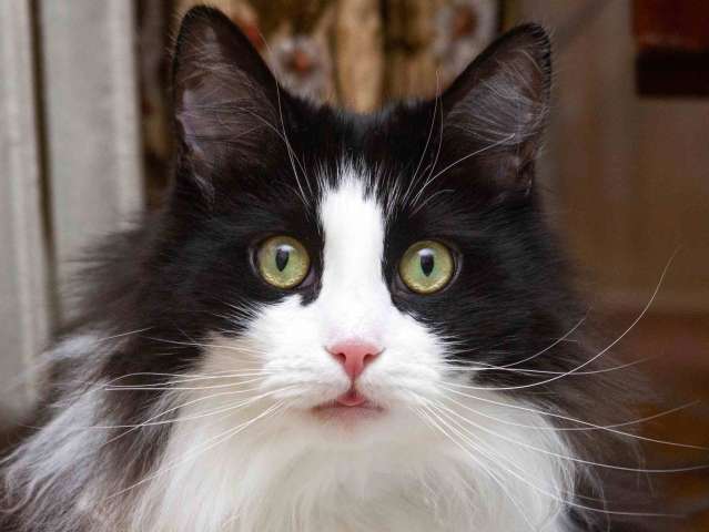 Ласковый котик Орион в добрые руки