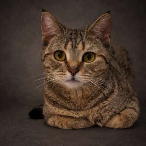 Нежная маленькая кошенька Оливия очень ждёт своих людей