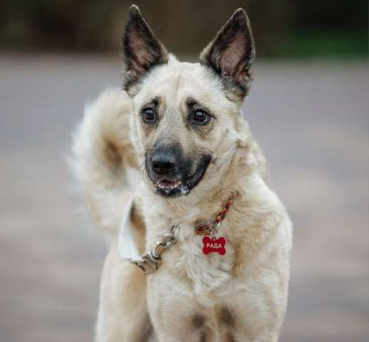 Чудесная собачка ищет самых любящих хозяев