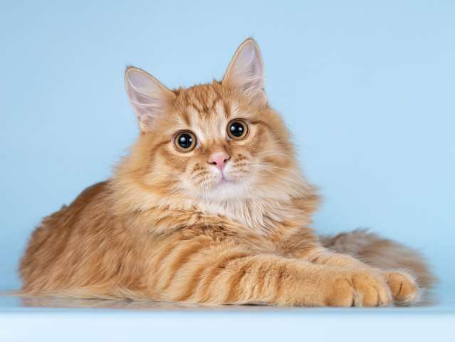 Нежный ласковый рыжий котик Лютик