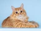 Нежный ласковый рыжий котик Лютик
