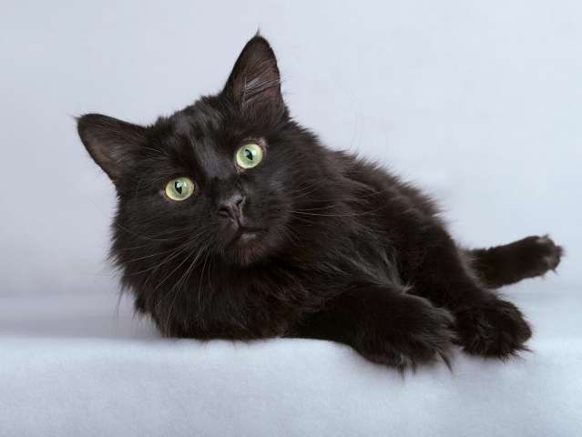 Ласковый чёрный пушистый котик Хеликс