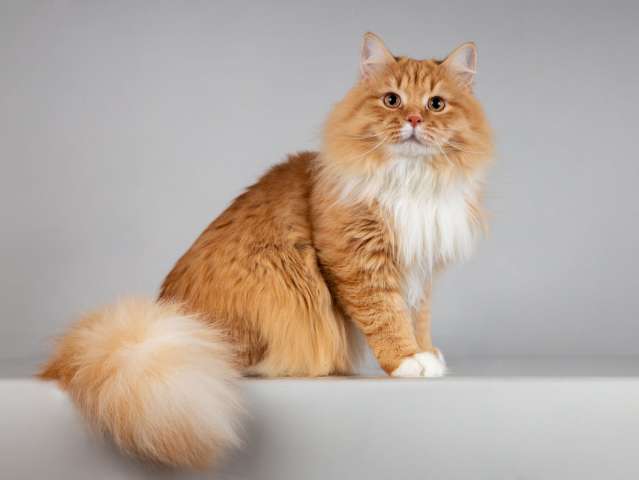 Нежный ласковый юный котик Пушкин