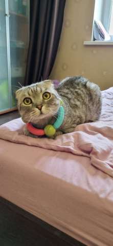 Шотландский вислоухий длинношёрстный кот