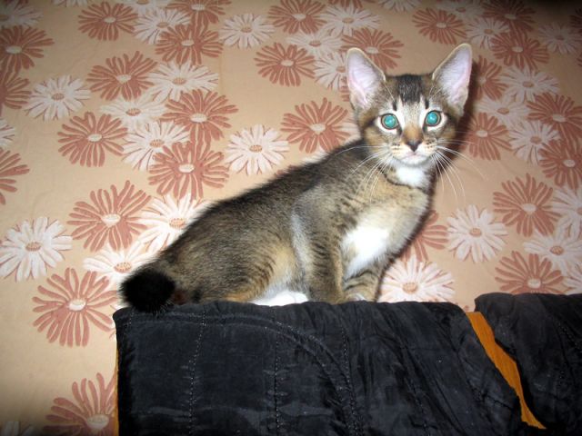 Котята абессины-метисы Котята абессины-метисы