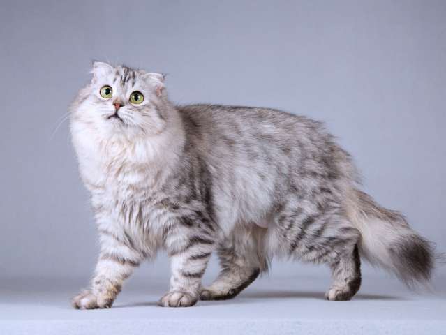 Нежная ласковая кошечка Сирень в добрые руки