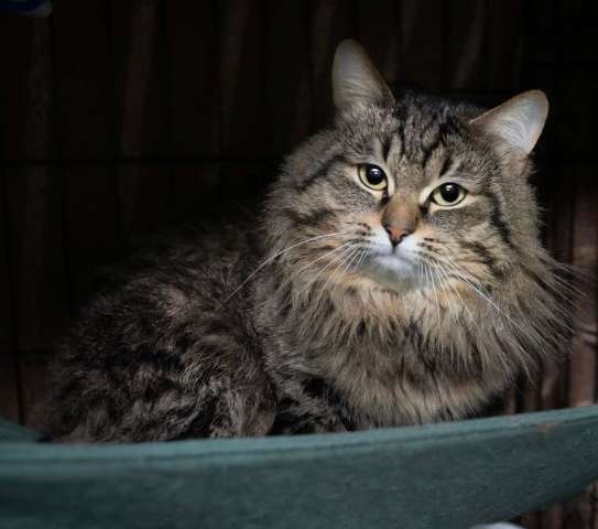 Очаровательный и нежный кот Алистер в добрые руки!