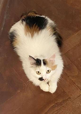 Миниатюрная кошечка Буся в дар.