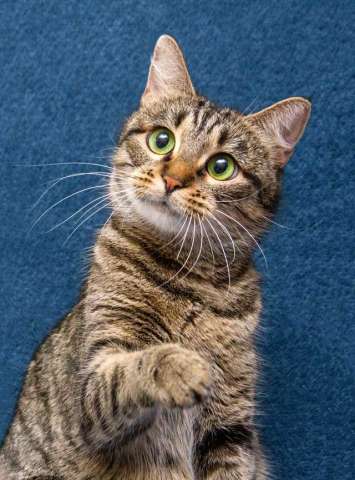 Малышка Муся ищет дом и любящее сердце 