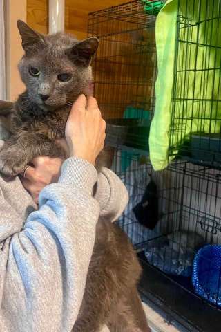 Гера ищет дом: доверчивое сердце, которое верит в людей вопреки всему