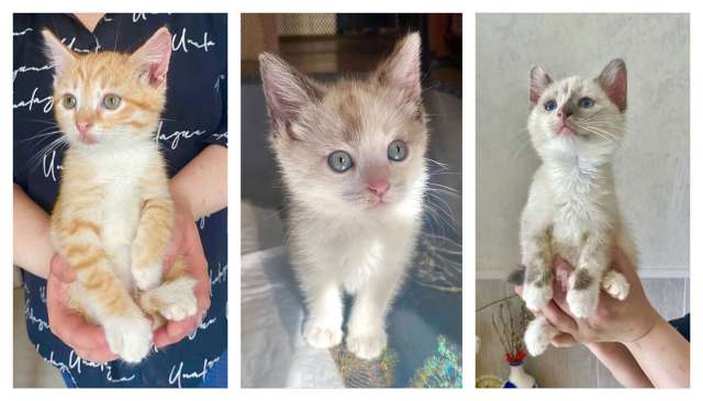 Бесподобные крохи-котята ищут дом