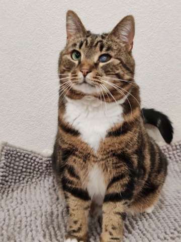 Василиса: уютная булочка с мраморной шубкой ищет семью