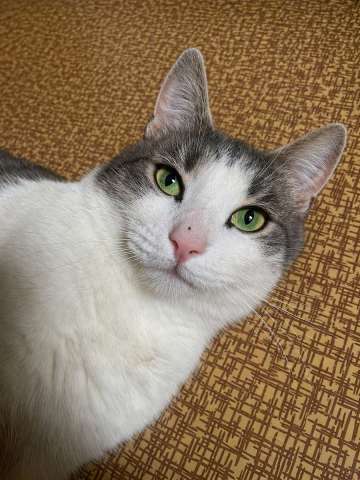 Молодой зеленоглазый  кот Федя в добрые руки!