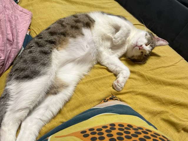 Ласковая, общительная кошка Глаша в дар