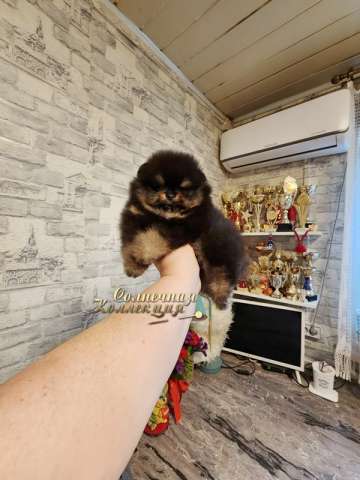 Супер меховой мальчик померанского шпица мини медвежонок