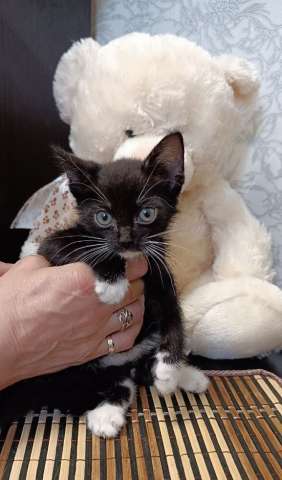 Котенок Лакки в поиках дома