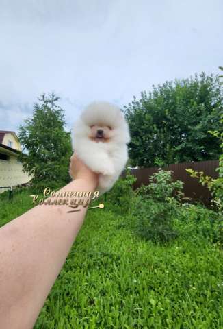 МИНИ мальчик померанского шпица питомник Ркф